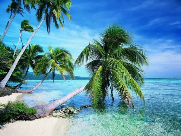 为什么椰子树长在(亚)热带沿海和岛屿周围