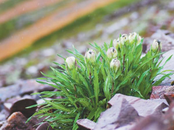 为何冰天雪地中也有植物开花