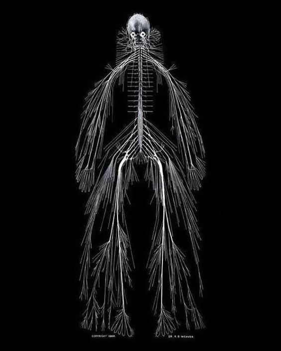 人体神经系统图