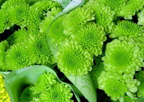 为什么自然界中绿色的花很少见