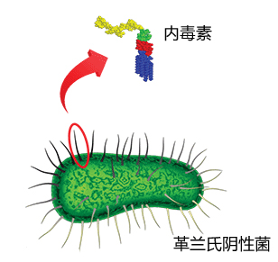 详细阅读:为什么农场长大的孩子不容易过敏 为什么农场长大的孩子不容易过敏