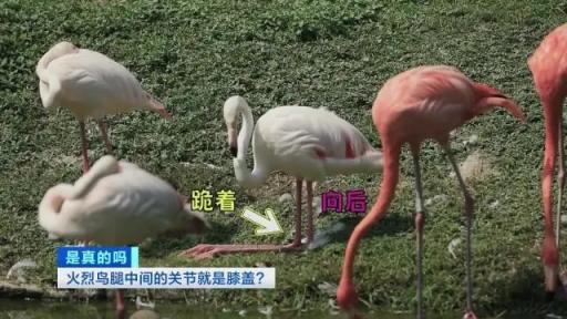 火烈鸟的“膝盖” 其实相当于脚后跟